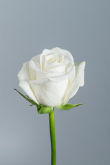 Closeup beautiful white rose on a gray background