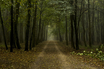  Jesienny las