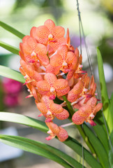 Hybrid orange vanda orchid flower