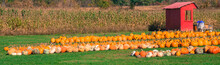 Rows Of Pumpkins And Squash For Sale With Corn Field 
