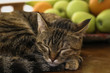 © leavenezia - Gatto che dorme con frutta sullo sfondo