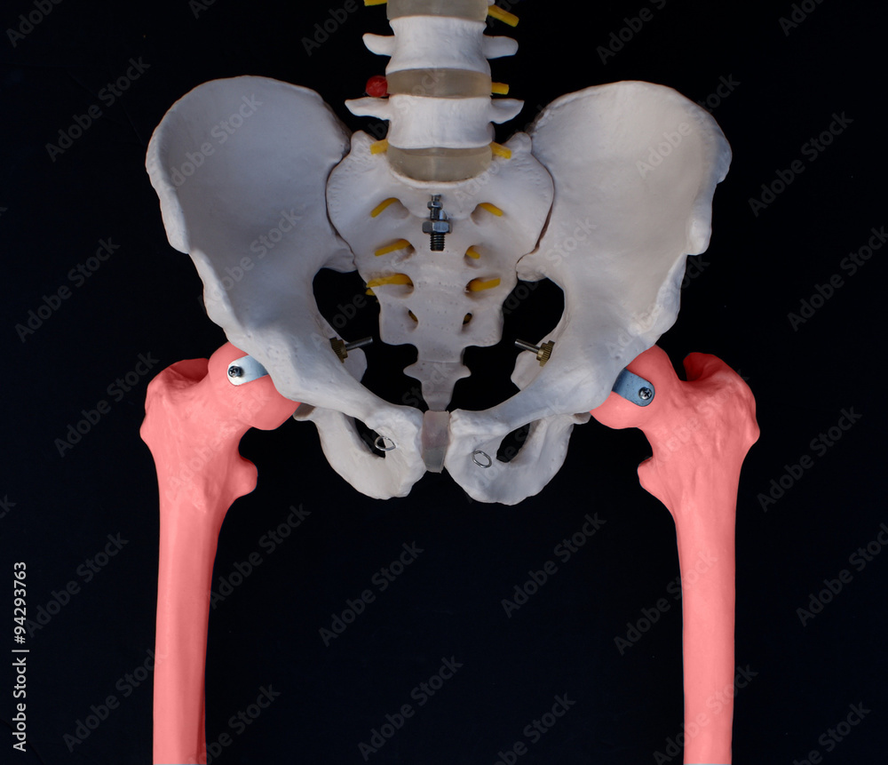 Femoral Bone Stock Photo | Adobe Stock