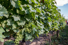 Vineyard In Napareuli City In Georgia