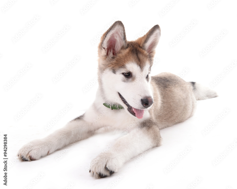 Cute Malamute puppy lying isolated on white