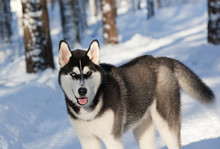 Siberian Husky In The Winter Forest