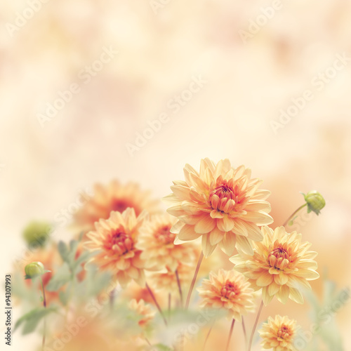 Dahlia Flowers