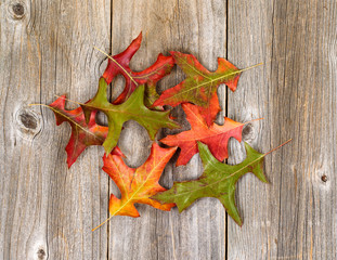 Wall Mural - Autumn leaves fading on rustic wooden boards