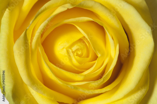 Fototapeta na wymiar background of yellow roses close-up