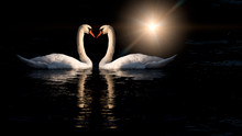 Two Swans Kissing