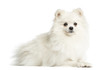 Spitz lying in front of a white background