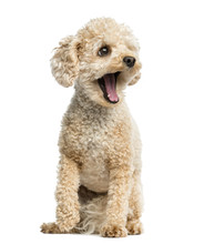 Poodle Yawning In Front Of A White Background