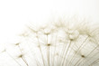 macro of an overblown fluffy dandelion