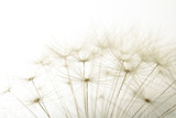 Fototapeta Dmuchawce - macro of an overblown fluffy dandelion