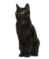  Black cat sitting in front of white background
