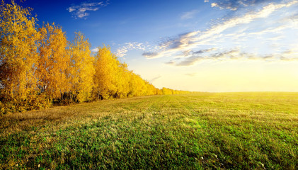 Wall Mural - Birches on field