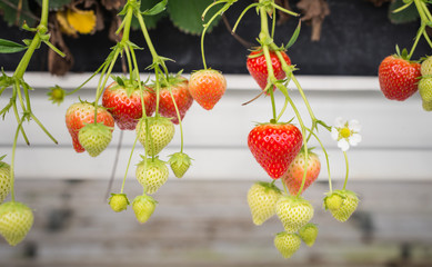 Wall Mural - Ripening strawberries from close