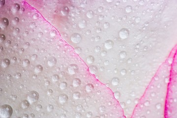  Closeup of pink rose petails covered dew