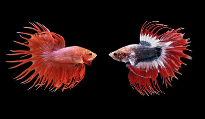 Wall Mural - betta fish, siamese fighting fish isolated on black