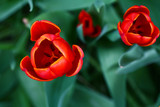 Fototapeta Tulipany - Close up of red tulips in a garden