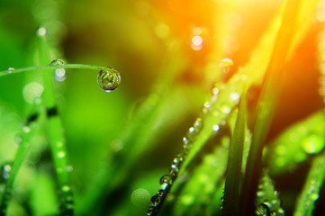 Wall Mural - water drops on plant