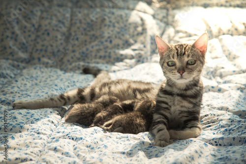 Cute American Shorthair Cat Feeding Her Kittens Buy This Stock