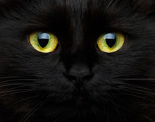 Cute Muzzle Of A Black Cat