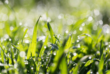 Dew Drops On Green Grass In Nature