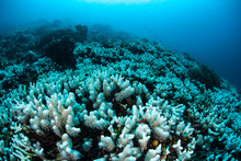 Bleached Coral Reef In Tropical Pacific