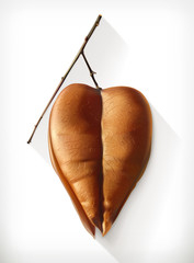 Wall Mural - dry physalis, autumn vector icon