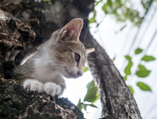 Little cute kitten on tree