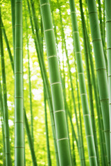  Las bambusowy