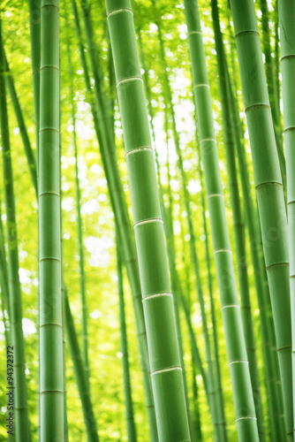 Bamboo forest