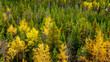Tree tops of the boreal forest at the trail of the Valley of Five Lakes in Autumn in Jasper National Park in the Canadian Rockies