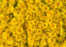 Yellow Mums Or Chrysanthemums Flower Background