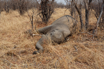 Wall Mural - small dead elephant in national park hwankee, botswana