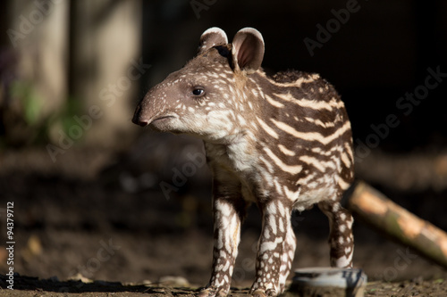 Fotografía baby of the endangered South American tapir