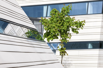 Wall Mural - Young green maple tree in background of modern architecture building