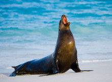 Sea Lion On The Beach. Sitting In Full Growth. Galapagos. Perfect Illustration.
