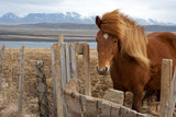 Fototapeta Konie - Fluffy Icelandic horse