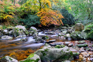 Wall Mural - Autumn on the River Meavy