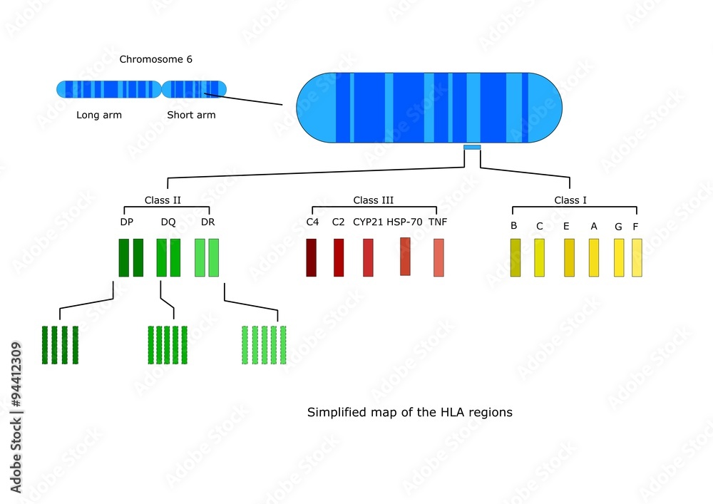 Cromosoma 6 - Wikipedia, La Enciclopedia Libre