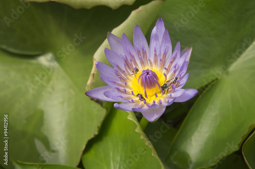 Foto lotus garden insect Buddhist religion water lily concept