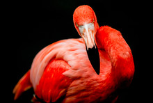 Flamingo Isolated Pink Bird Animal Exotic Colorful Africa Portrait Head Natural Closeup Of An Adult Male Flamingo Isolated By Natural Light Flamingo Isolated Pink Bird Animal Exotic Colorful Africa P
