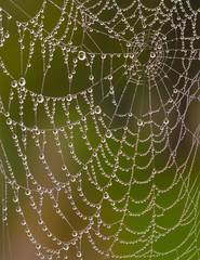  Wet spider web