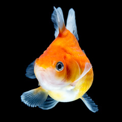 Wall Mural - High quality studio shot of a pearlscale goldfish isolated on a black background,ensuring complete finnage