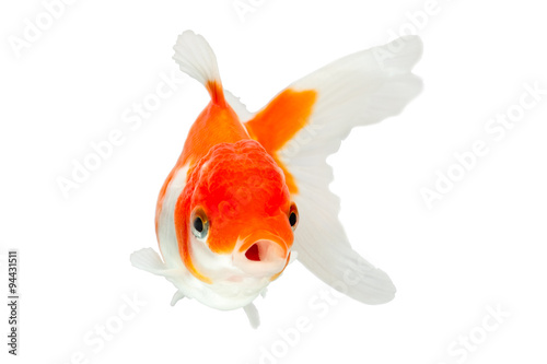 Fotografía goldfish isolated red white what so fantail background animals oranda goldfish i
