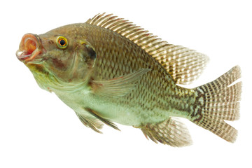 A live tilapia fish swimming gracefully in an isolated white aquarium tank.