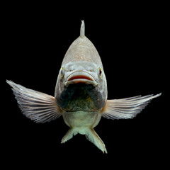 A vibrant Nile tilapia, known as Oreochromis, gracefully swimming in the African waters of the Nile River.