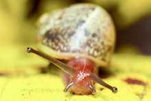 Common Snail Against Yellow Background Focus On The Eyes Shallow Depth Of Field Wildlife Precious Antenna Brown White Tour Isolated Wild Background Scene Housing Gold Miniature Skin Single Treasure L