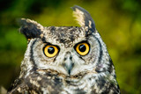 Fototapeta Zwierzęta - Discover the fascinating world of owls,as the order Strigiformes encompasses 200 diverse bird of prey species,known for their solitary and nocturnal nature.
